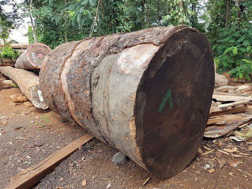 Gỗ Cẩm Hồng Nam Phi với thớ gỗ mịn, vỏ ít sần sùi và thân cây thẳng