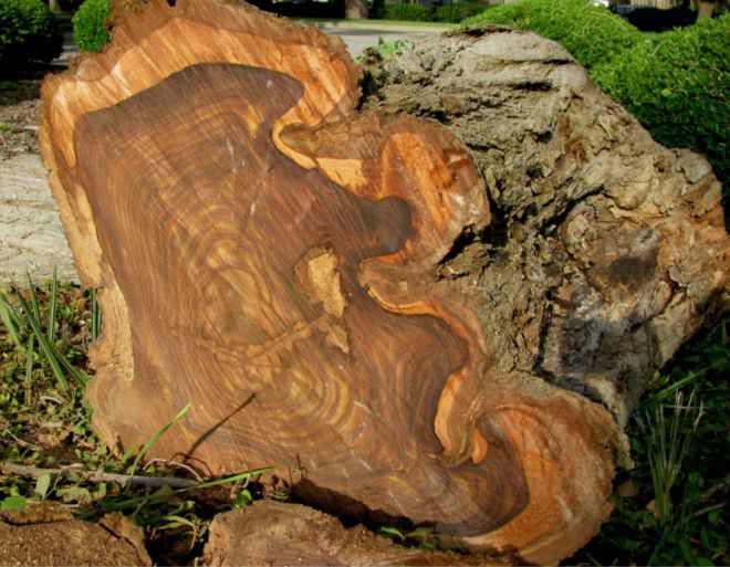 Gỗ Hồng (Rosewood) sở hữu vân gỗ đẹp