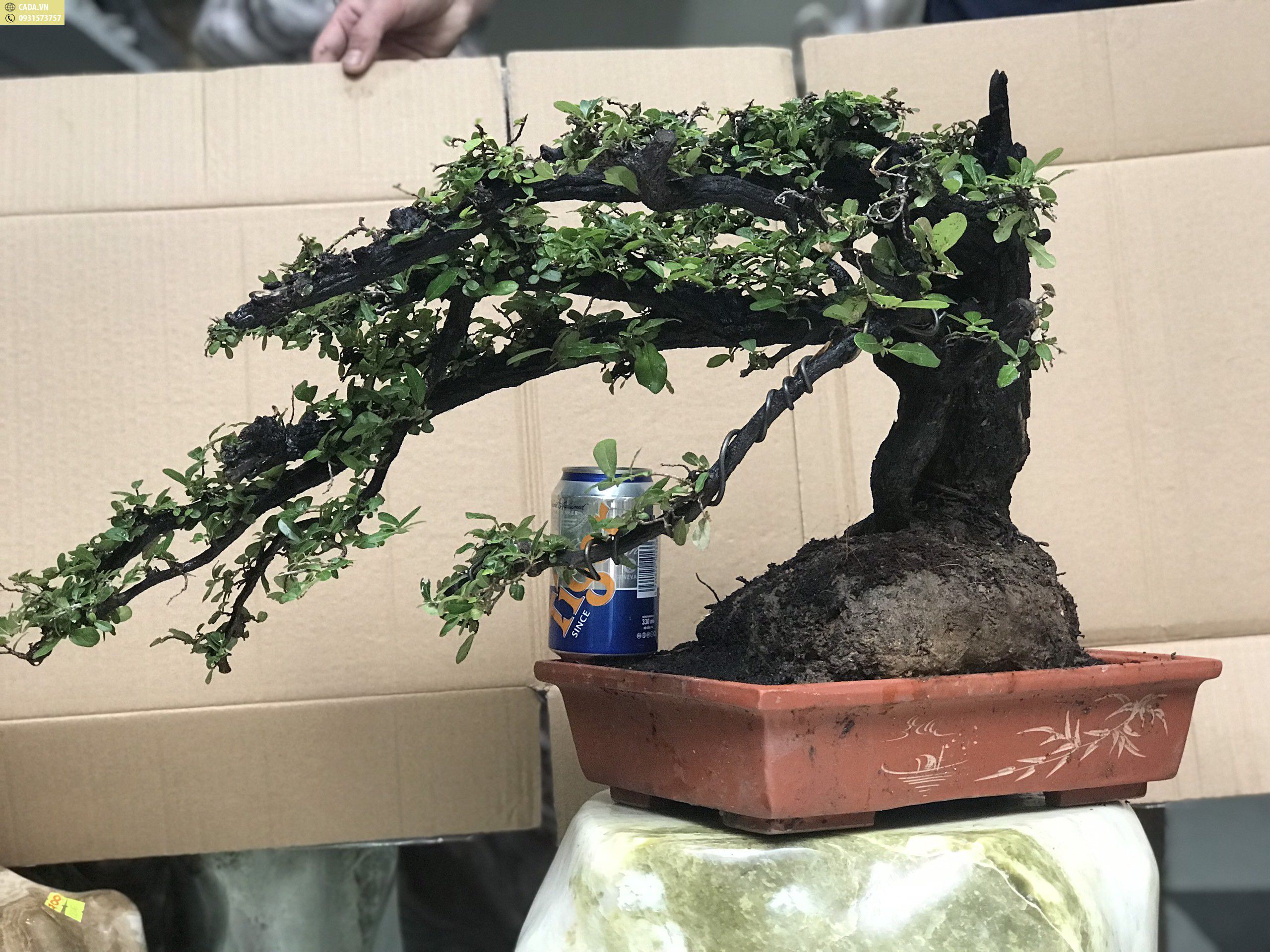 Hình ảnh chân thật cây Cẩm Thị