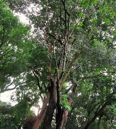 Cây Gỗ Mun Đuôi Công