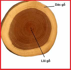 Hình ảnh mô tả rõ rệt cấu trúc về Lõi và Giác gỗ