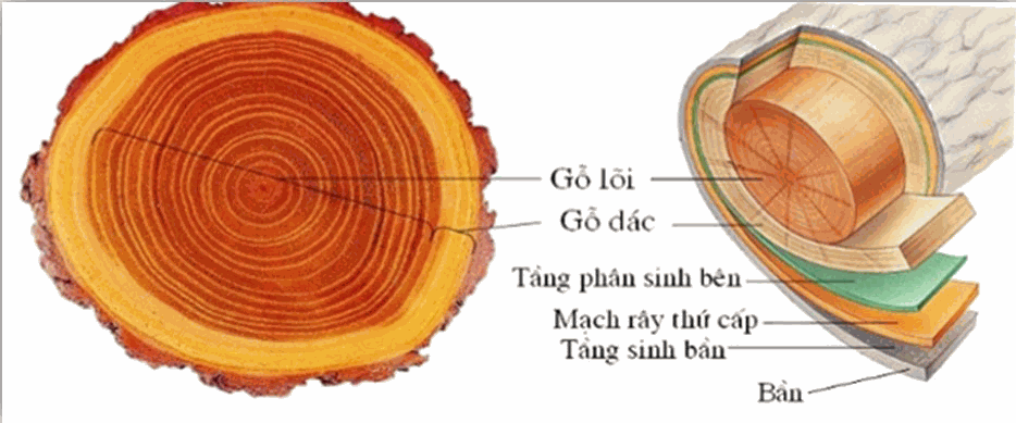 Hình ảnh mô tả rõ rệt cấu trúc bên trong một thân cây gỗ