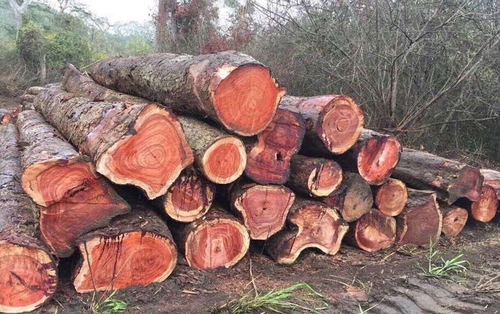 Hình ảnh một số cây gỗ Hương có sự khác biệt giữa Lõi và Giác gỗ