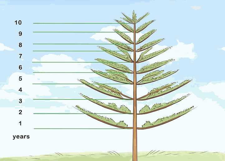 Tính tuổi của cây dựa vào cách đếm vòng cây