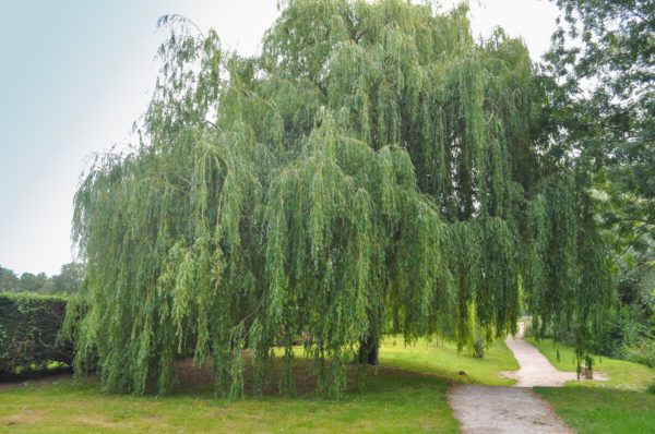 Cây gỗ Liễu (gỗ Willow) trong tự nhiên Cây gỗ Liễu (gỗ Willow) trong tự nhiên