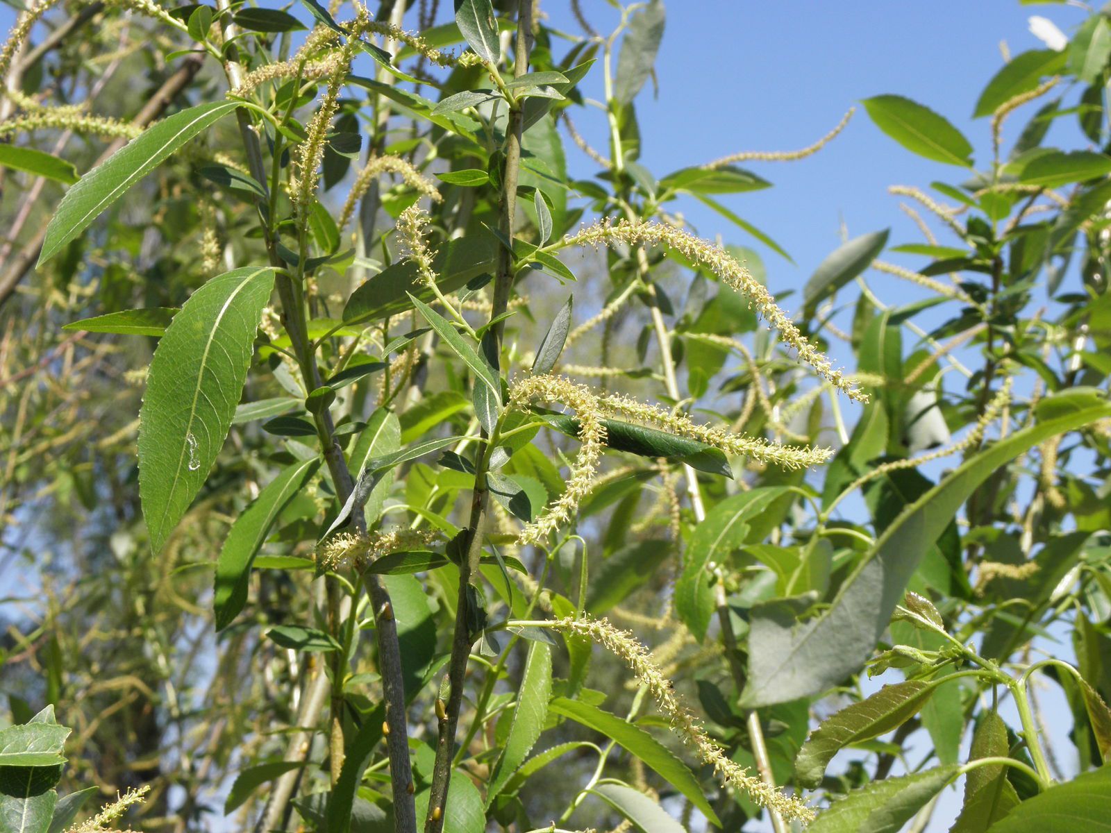 Đặc điểm nhận dạng cây gỗ Liễu (gỗ Willow) Đặc điểm nhận dạng cây gỗ Liễu (gỗ Willow)