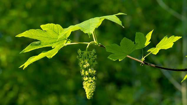 Đặc điểm nhận dạng cây gỗ Sung Dâu (gỗ Sycamore)