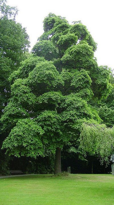 cây gỗ De Vàng (gỗ Sassafras) trong tự nhiên