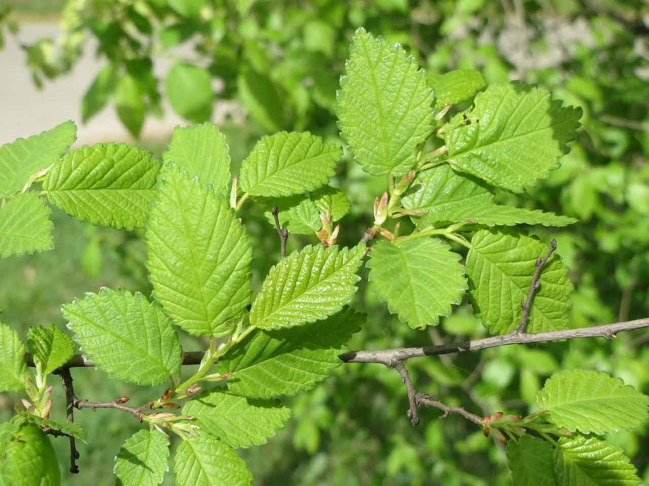 Lá cây gỗ Du (gỗ ELM)