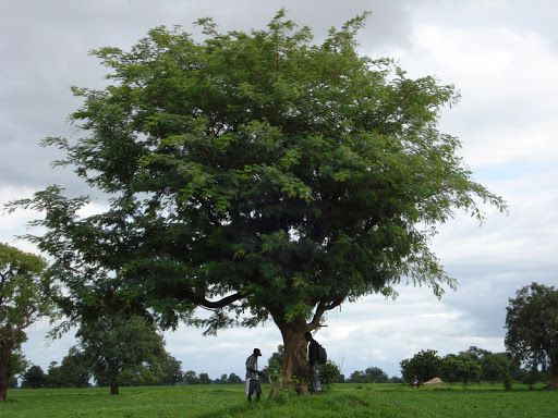 Cây gỗ Bình Linh trong môi trường tự nhiên