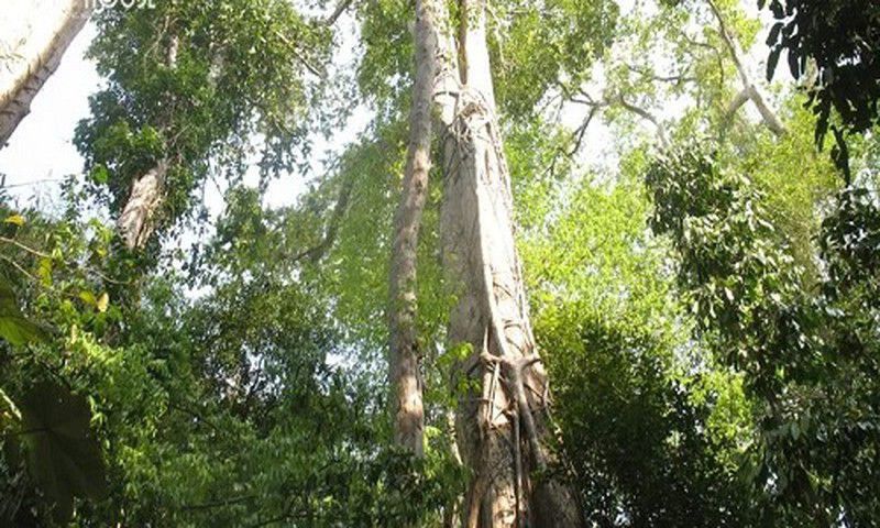 Cây gỗ Kiền Kiền trong tự nhiên