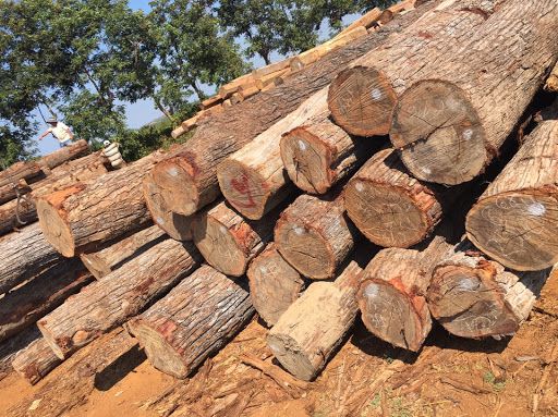 Cây Gỗ Kiền Kiền với vân trên thớ gỗ mịn màng và có màu nâu sẫm