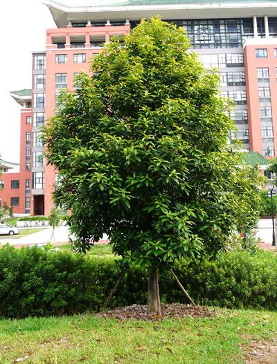 Cây gỗ Vàng Tâm trong tự nhiên Cây gỗ Vàng Tâm trong tự nhiên
