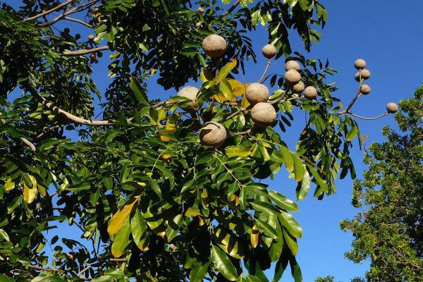  Hình ảnh chân thật quả cây gỗ Dái Ngựa.