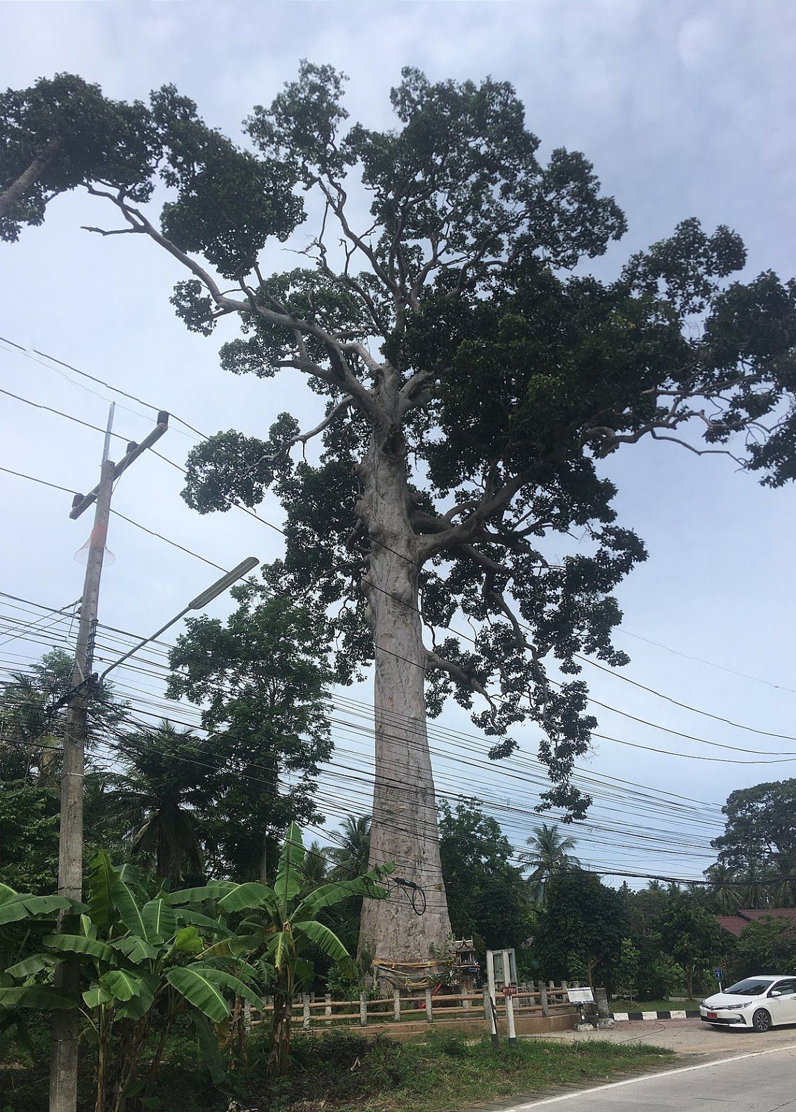 Cây Gỗ Dầu trưởng thành có tán lá rộng tạo ra bóng mát Cây Gỗ Dầu trưởng thành có tán lá rộng tạo ra bóng mát