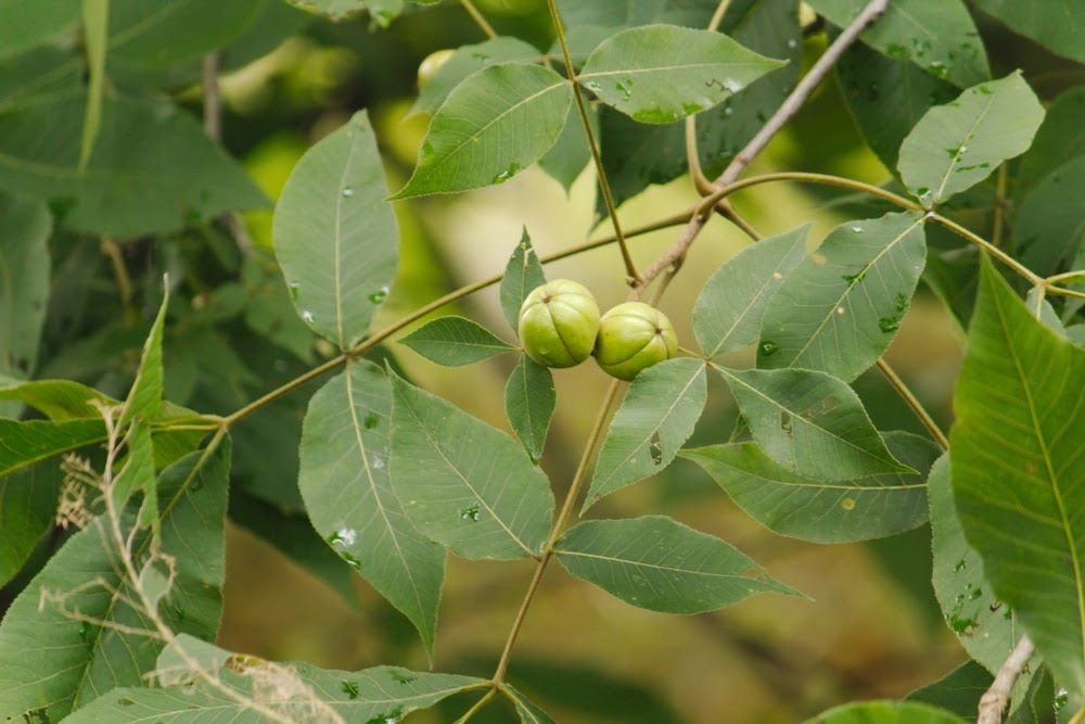  Hình ảnh chân thật lá, cành cây gỗ Hồ Đào 