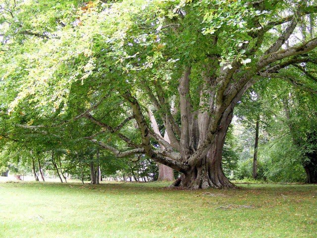 Cây gỗ Dẻ Gai (gỗ Beech) trong tự nhiên