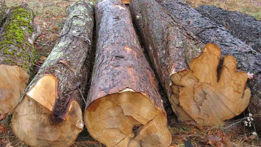 Thân cây Gỗ Phong sau khi bị đốn hạ Thân cây Gỗ Phong sau khi bị đốn hạ