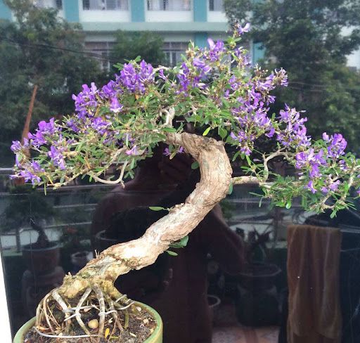 Hình ảnh thực tế cây gỗ Linh Sam (ảnh sưu tầm)