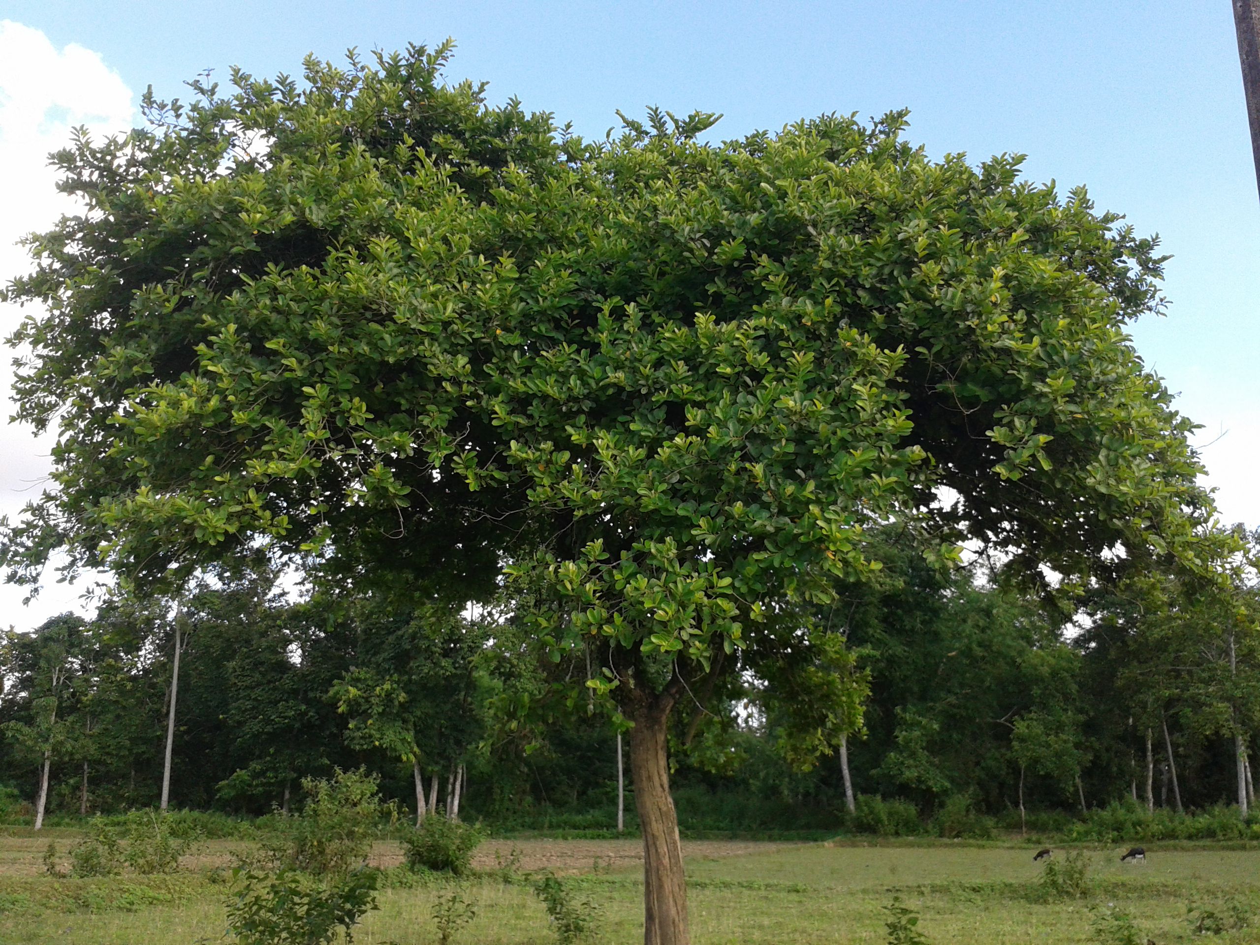 Cây Linh Sam trong tự nhiên
