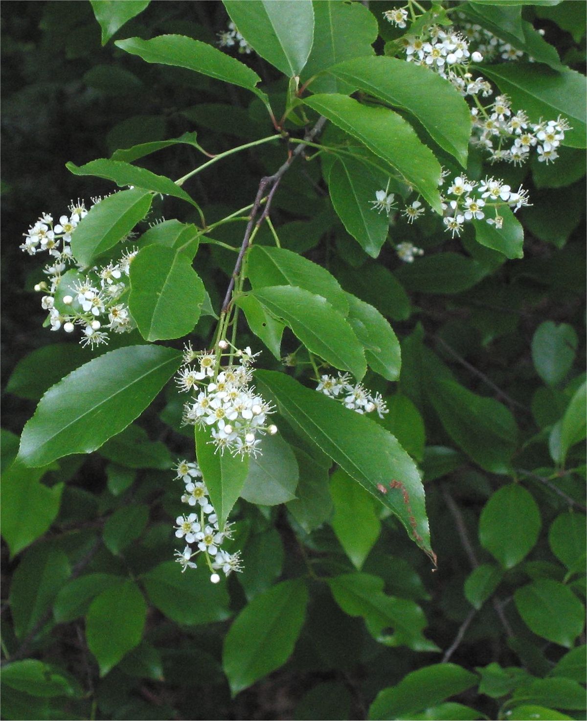 Hình ảnh hoa Anh Đào ( gỗ Cherry) Hình ảnh hoa Anh Đào ( gỗ Cherry)