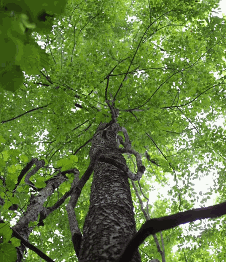 Thân cây gỗ Anh Đào (gỗ Cherry) - mềm và nhẹ, dễ dàng cắt xẻ Thân cây gỗ Anh Đào (gỗ Cherry) - mềm và nhẹ, dễ dàng cắt xẻ