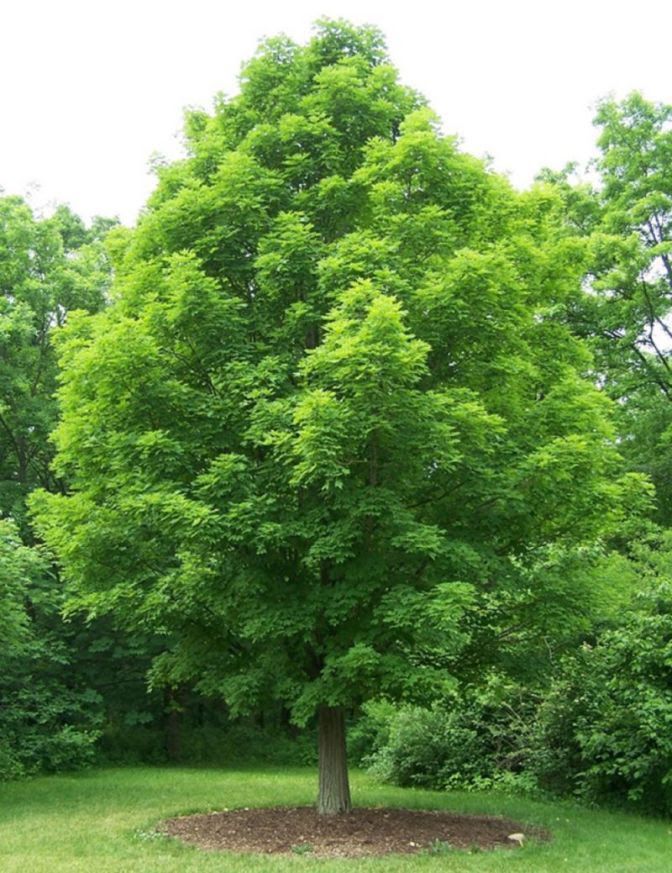 Cây gỗ Thích Cứng (gỗ Hard Maple) trong tự nhiên Cây gỗ Thích Cứng (gỗ Hard Maple) trong tự nhiên