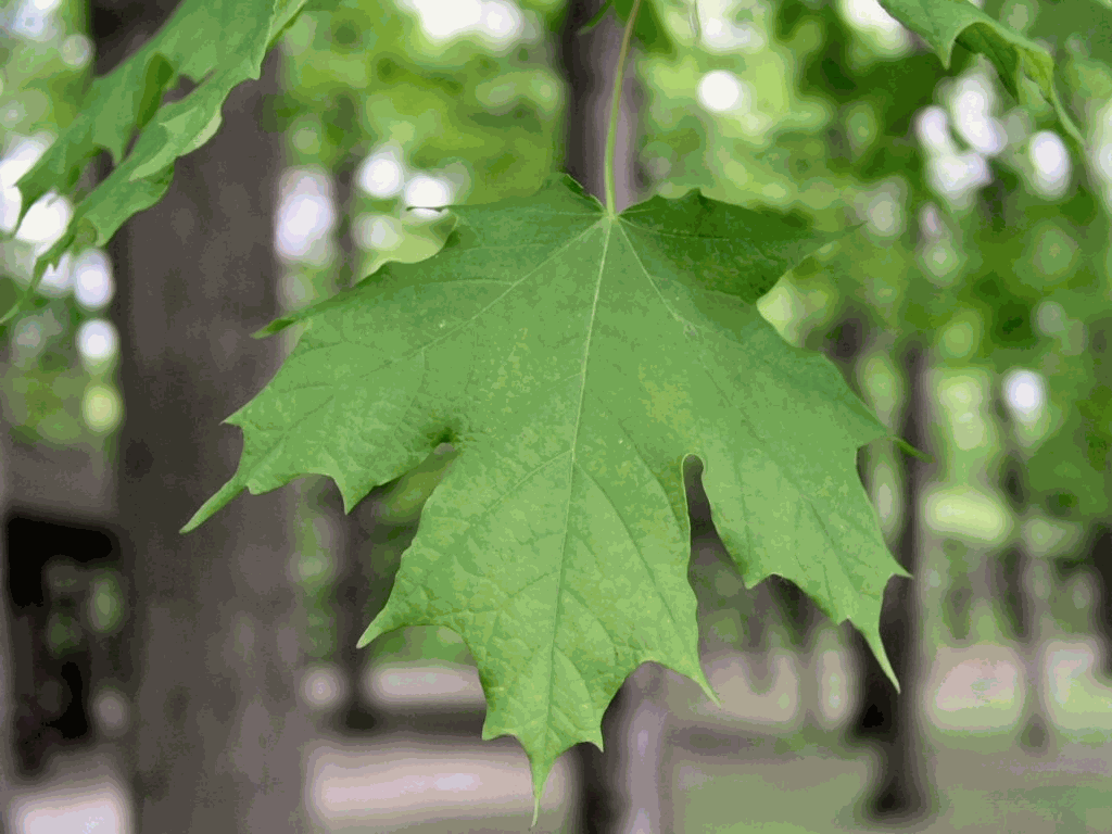 Lá cây gỗ Thích Cứng (gỗ Hard Maple) Lá cây gỗ Thích Cứng (gỗ Hard Maple)