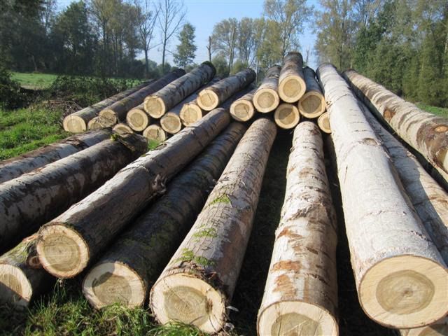 Gỗ cây Thích Cứng (gỗ Hard Maple) Gỗ cây Thích Cứng (gỗ Hard Maple)