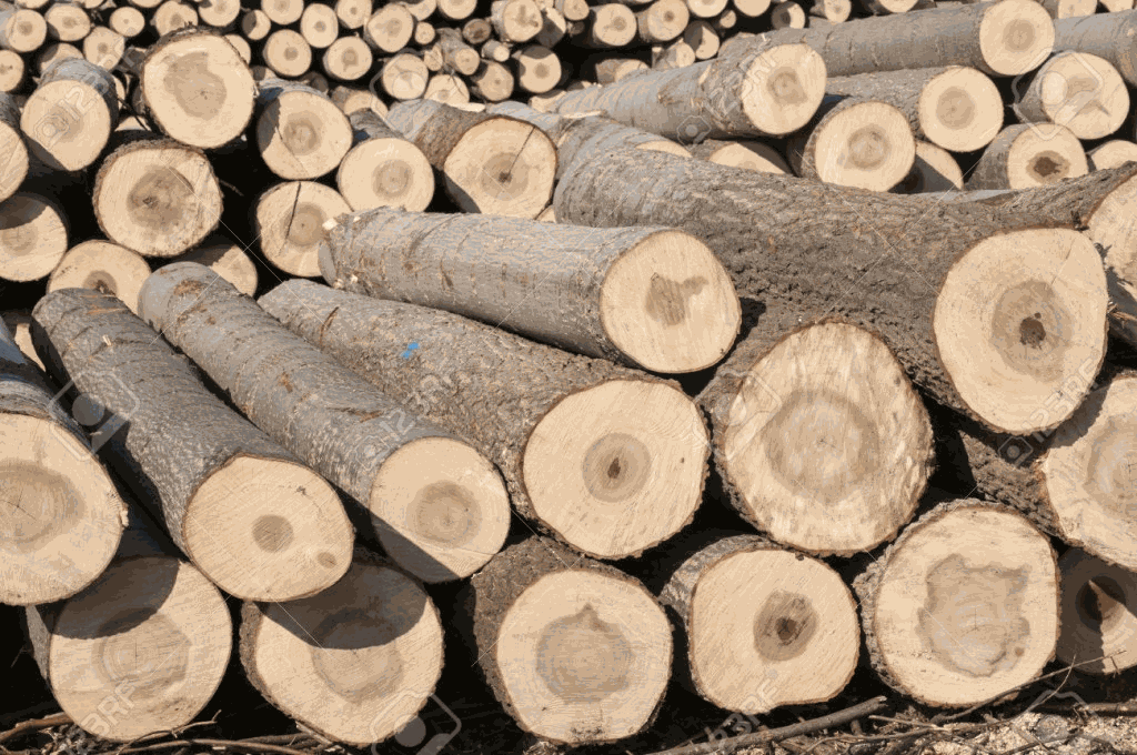 Gỗ Bạch Dương - đặc điểm nhận dạng qua vân và bề mặt gỗ