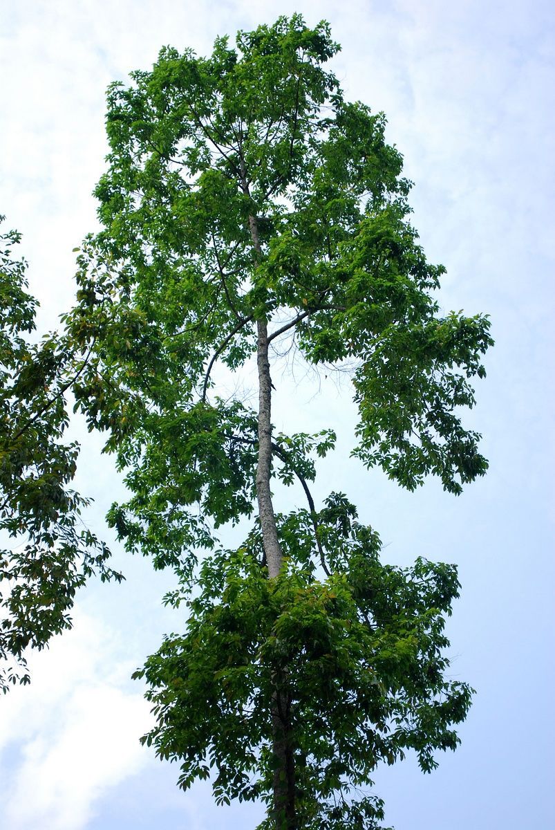 Hình ảnh cây Chò Chỉ