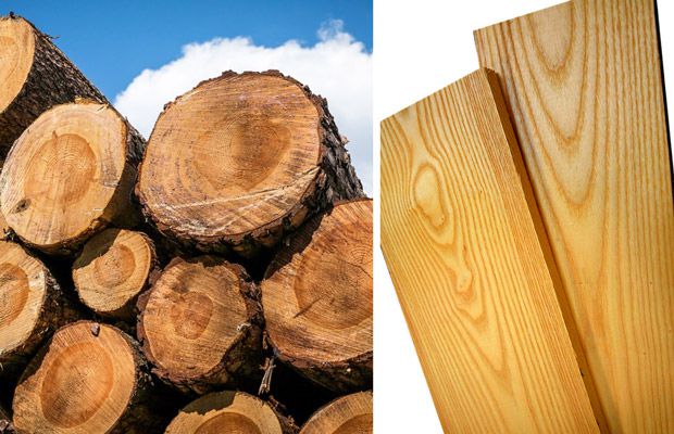 Gỗ Chò Chỉ và các đặc điểm nhận biết cơ bản