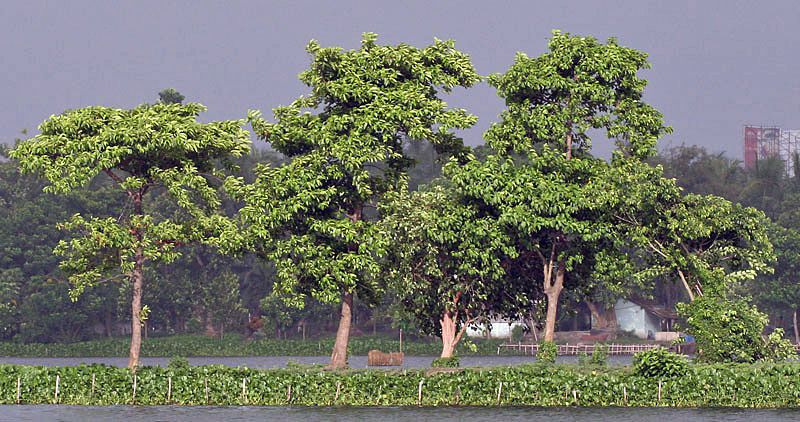 Cây Gáo Vàng trong tự nhiên
