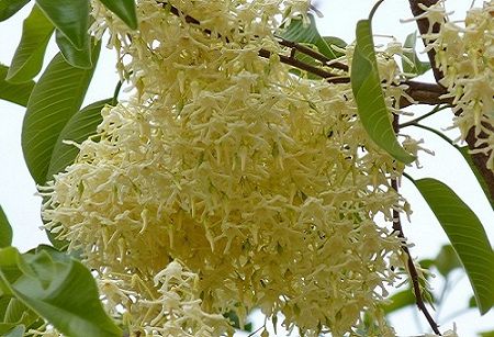 Hoa cây gỗ Cà Chít