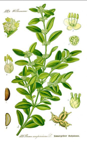 Hoa và Lá cây Hoàng Dương Hoa và Lá cây Hoàng Dương