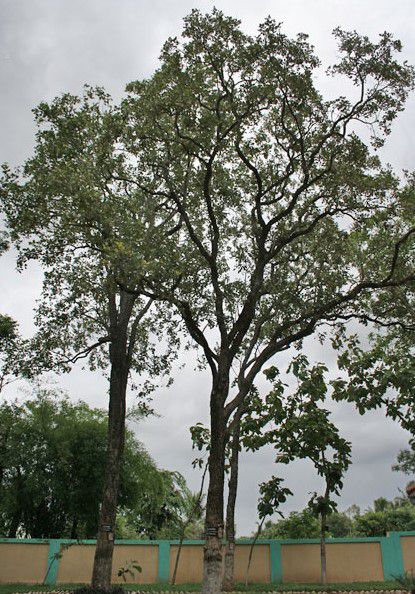 Cây Tử Đàn