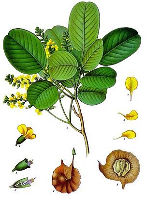 Hoa và Lá Cây Tử Đàn