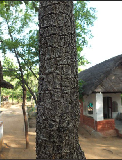 Thân cây Tử Đàn