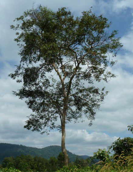 Cây Trắc