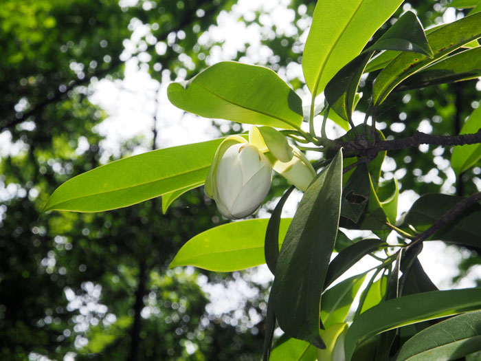 Hoa cây gỗ Vàng Tâm