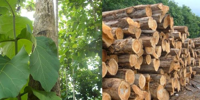 Gỗ Ké - tuyệt tác đến từ thiên nhiên 