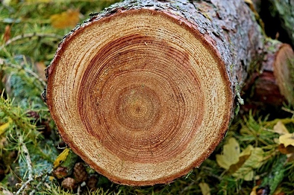 Gỗ ké loại gỗ tự nhiên