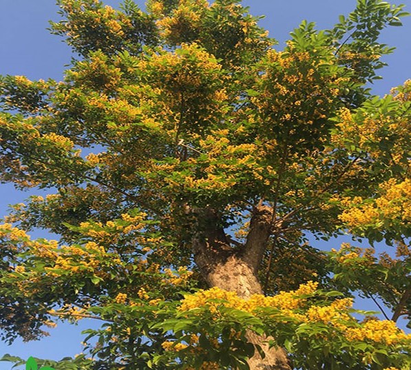Hình ảnh chân thực cây Hương Huyết