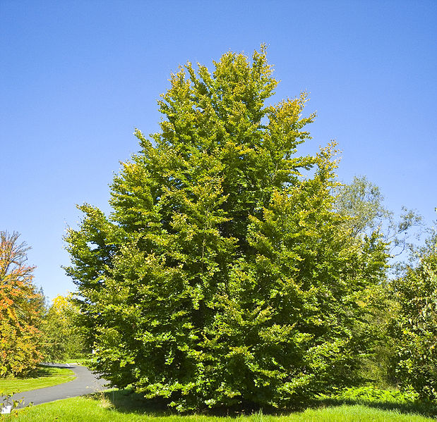 Hình ảnh chân thật cây gỗ Dẻ Gai (gỗ beech) 