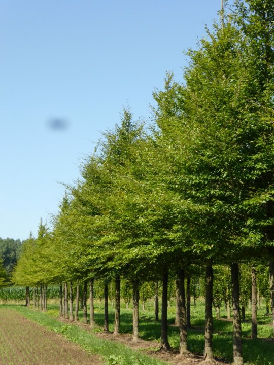 Đặc điểm nhận dạng cây gỗ Dẻ Gai (gỗ Beech)