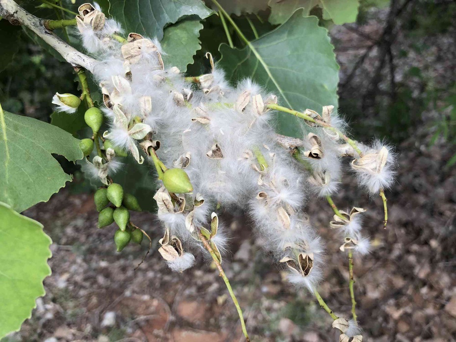 Hoa cây gỗ Dương (gỗ Cottonwood) 