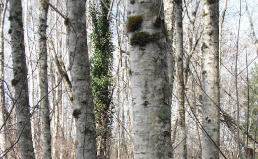 Đặc điểm hình thái gỗ Trăn (gỗ Alder)