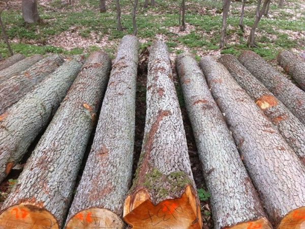 Gỗ Trăn (gỗ Alder)