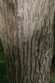 Hình ảnh chân thực thân cây gỗ Du (gỗ ELM)