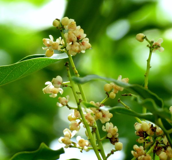 Hoa cây Xà Cừ